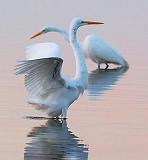 Egrets At Dawn_4515